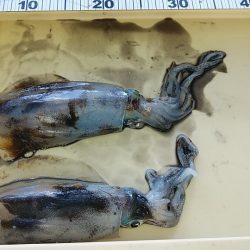 アオリイカ　2杯！